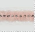 Feather & Rhinestone Embroidered Trim #2