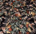 Silk Georgette  #3