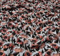 Silk Crepe de Chine #3