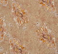 Silk Jacquard #3