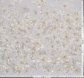 Floral Applique Embroidered Tulle #2
