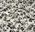 Silk Crepe de Chine #3