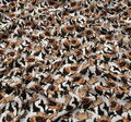 Silk Crepe de Chine #3