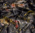 Silk Chiffon #3
