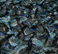 Silk Georgette #3
