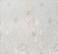 Applique Embroidered Chantilly Lace #3