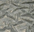 Guipure Lace #4